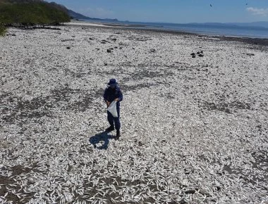 ΗΠΑ: Χιλιάδες νεκρά ψάρια στις ακτές της Φλόριντα (βίντεο)